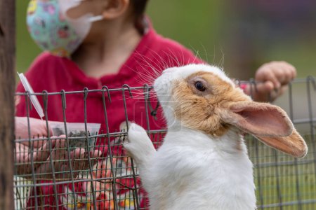 Foto de Happy Kids juega y alimenta a un conejo adorable en la granja de conejos - Imagen libre de derechos
