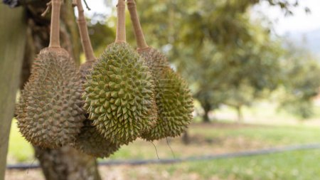 Close-up image of Fresh musang king durian on tree