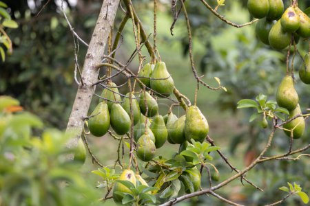 Foto de Primer plano de la maduración de Avacado en el árbol en la gran granja de frutas orgánicas - Imagen libre de derechos