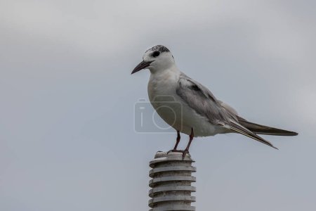 Téléchargez les photos : Gros plan Oiseau sterne moucheté - en image libre de droit