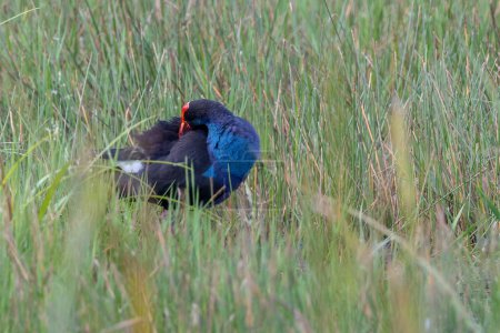 Photo for Nature wildlife image of Black-faced Swamphen hiding on paddy field - Royalty Free Image