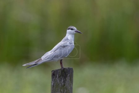 Foto de Primer plano Whiskered tern bird - Imagen libre de derechos