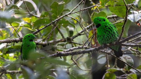 Téléchargez les photos : Beau bec large vert oiseau perché sur une branche. Oiseau Broadbill de Whitehead endémique de Bornéo - en image libre de droit