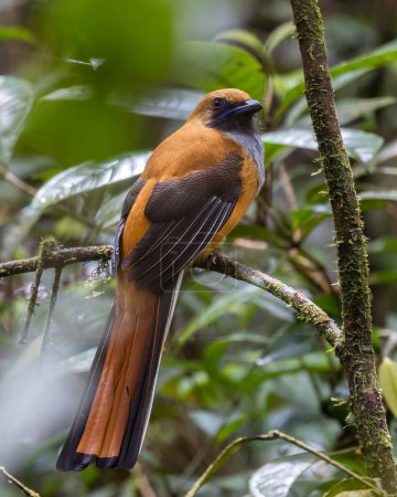 Photo for Nature wildlife of Whitehead's Trogon female bird endemic of Borneo - Royalty Free Image