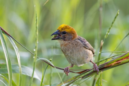 Nature wildlife image of Baya weaver bird standing on grass at paddy field
