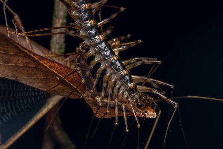 Photo for Nature Macro image of huge House Centipede having a meal - Royalty Free Image