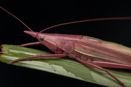 Foto de Imagen macro de A Pink Conehead Katydid (Euconocephalus sp..) - Imagen libre de derechos