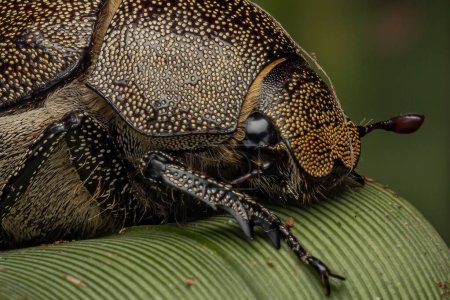 Téléchargez les photos : Détail d'image macro extrême de Coléoptères (Leucopholis Staudingeri) - en image libre de droit