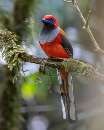 Photo for Nature wildlife of Whitehead's Trogon bird endemic of Borneo - Royalty Free Image