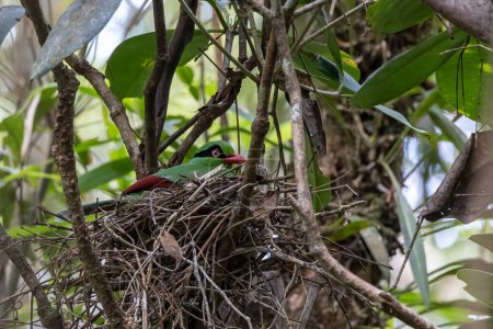 Téléchargez les photos : Pie verte de Bornéo se nourrissant de nourriture pour bébé oiseau sur le nid d'oiseau - en image libre de droit