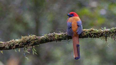 Photo for Nature wildlife of Whitehead's Trogon bird endemic of Borneo - Royalty Free Image