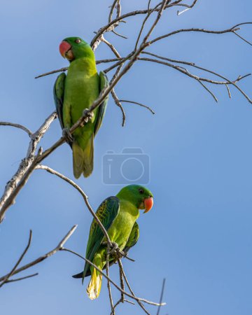 Foto de Naturaleza vida silvestre aves de El loro de nuca azul también los loros verdes de corona azul - Imagen libre de derechos