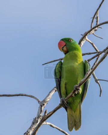 Photo for Nature wildlife bird of The blue-naped parrot also the blue-crowned green parrot - Royalty Free Image