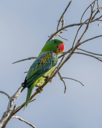 Natur-Wildvogel Der Blaunapf-Papagei auch der Blaukronen-Grünpapagei
