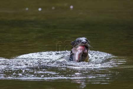 Photo for Nature wildlife image of wild otter catching fish on a river - Royalty Free Image