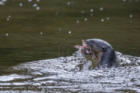 Téléchargez les photos : Nature faune image de loutres sauvages attrapant des poissons sur une rivière - en image libre de droit