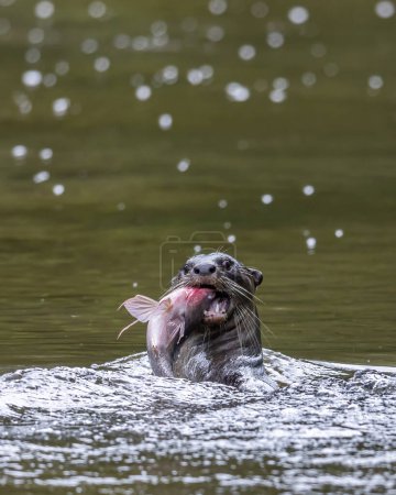 Foto de Naturaleza fauna imagen de nutria salvaje captura de peces en un río - Imagen libre de derechos
