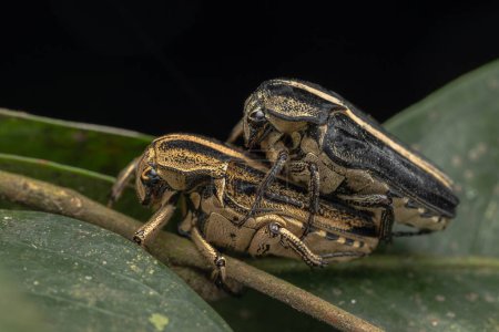 Foto de Macro imagen de la flor chafers escarabajo en hojas verdes - Imagen libre de derechos