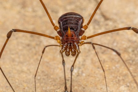 Téléchargez les photos : Nature Macro image de l'araignée Opiliones également connu sous le nom de moissonneuses, ou papa longues jambes araignée. - en image libre de droit