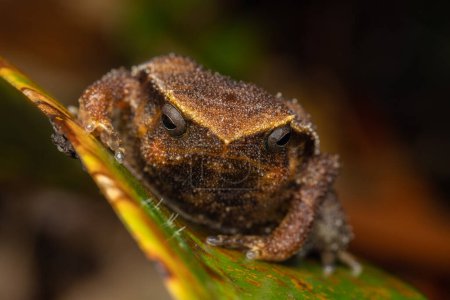 Photo for Macro image of Kinabalu Sticky Frog of Sabah, Borneo Island - Royalty Free Image
