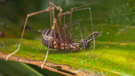 Photo for Nature Macro image of Opiliones spider also know as harvesters, or daddy longlegs spider. - Royalty Free Image