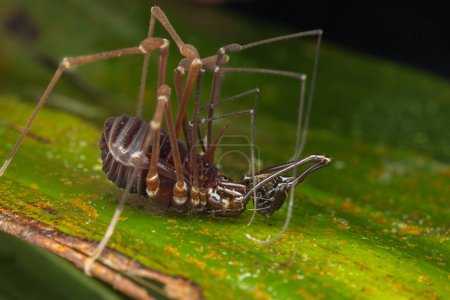 Téléchargez les photos : Nature Macro image de l'araignée Opiliones également connu sous le nom de moissonneuses, ou papa longues jambes araignée. - en image libre de droit