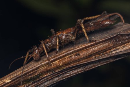 Téléchargez les photos : Nature jungle vue de l'énorme insecte bâton ou Bornéo Island.-Haaniella echinata Sp.- - en image libre de droit
