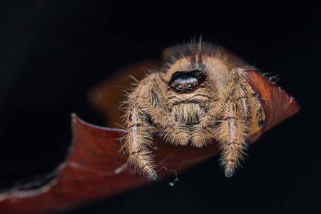 Macro image of beautiful female Jumping Spider Hyllus Giganteus in Sabah, Borneo - Hyllus Giganteus