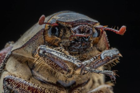 Téléchargez les photos : Extrême gros plan du scarabée - en image libre de droit