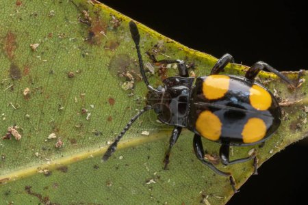 yellow spotted black fungus beetle on green leave
