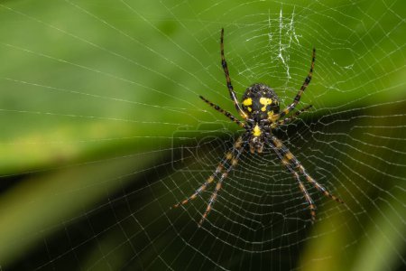 Photo for Macro Image of Spider hanging on spider web - Royalty Free Image