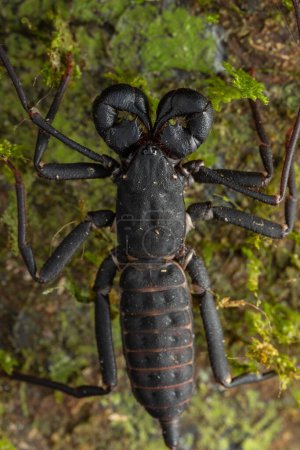 Photo for Nature wildlife macro image of whip scorpion - Royalty Free Image