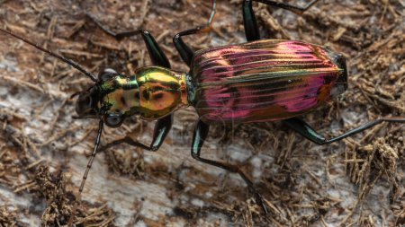 Téléchargez les photos : Macro Image de Belle scarabée terrestre métallique Catascopus sp. - en image libre de droit