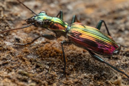 Foto de Macro Imagen de Hermoso escarabajo metalizado Catascopus sp. - Imagen libre de derechos