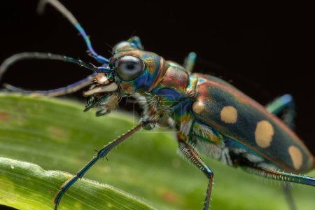 Foto de Imagen macro del hermoso insecto Escarabajo Tigre - Imagen libre de derechos