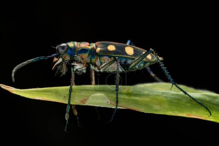 Foto de Imagen macro del hermoso insecto Escarabajo Tigre - Imagen libre de derechos
