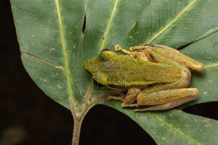Téléchargez les photos : Image animalière de Torrent Frog (Meristogenys phaeomerus) dans la jungle de la forêt tropicale profonde de Sabah, Bornéo - en image libre de droit