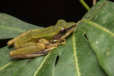Téléchargez les photos : Image animalière de Torrent Frog (Meristogenys phaeomerus) dans la jungle de la forêt tropicale profonde de Sabah, Bornéo - en image libre de droit
