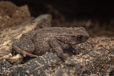 Photo for Macro image of beautiful long-glanded toad (Ingerophrynus quadriporcatus) on deep Rainforest jungle - Royalty Free Image