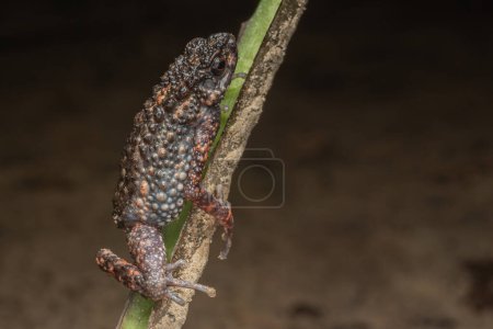 Photo for Nature wildlife image of Spiny Slender Toad (Ansonia spinulifer) - Royalty Free Image