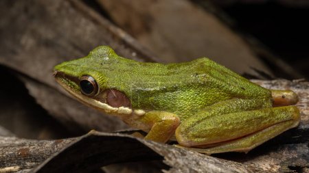 Nature wildlife image of Torrent Frog (Meristogenys phaeomerus) on deep Rainforest jungle on Sabah, Borneo