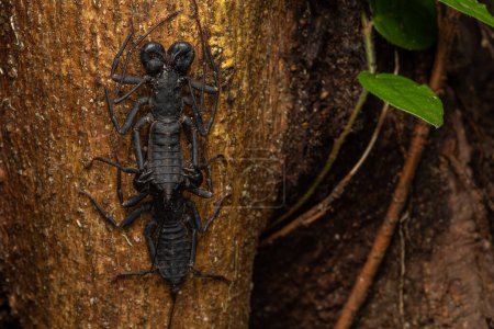 Photo for Nature wildlife macro image of whip scorpion - Royalty Free Image