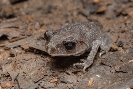 Téléchargez les photos : Nature faune macro image de la belle Basse terre Litter Frog de Sabah, Bornéo - en image libre de droit