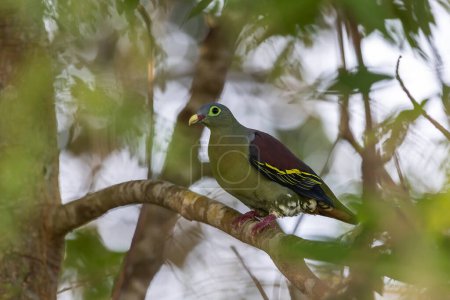 Photo for Beautiful Thick-billed Green-Pigeon bird perching on tree branches - Royalty Free Image