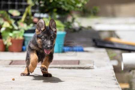 Foto de Adorable y lindo de pastor alemán cachorro - Imagen libre de derechos