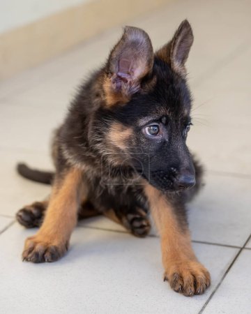Photo for Adorable and cute of German Shepherd Puppy - Royalty Free Image