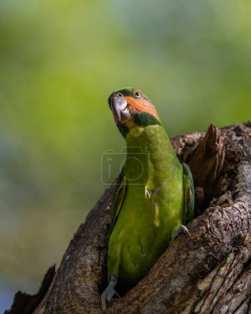 Nature wildlife image of Long-Tailed Parakee on nest hole