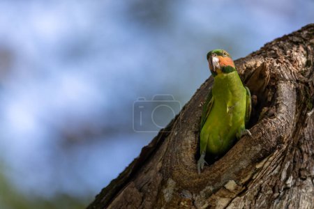 Photo for Nature wildlife image of Long-Tailed Parakee on nest hole - Royalty Free Image