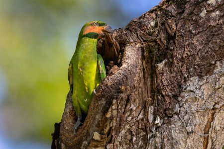 Téléchargez les photos : Image de la faune sauvage de Parakee à longue queue sur le trou du nid - en image libre de droit
