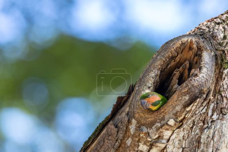Photo for Nature wildlife image of Long-Tailed Parakee on nest hole - Royalty Free Image